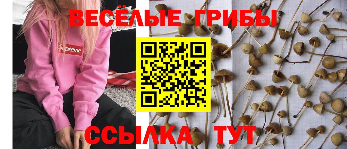 Псилоцибиновые грибы ЛСД Уссурийск